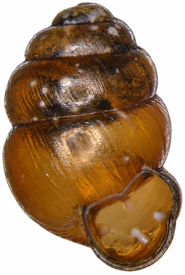 vrkoč rašelinný