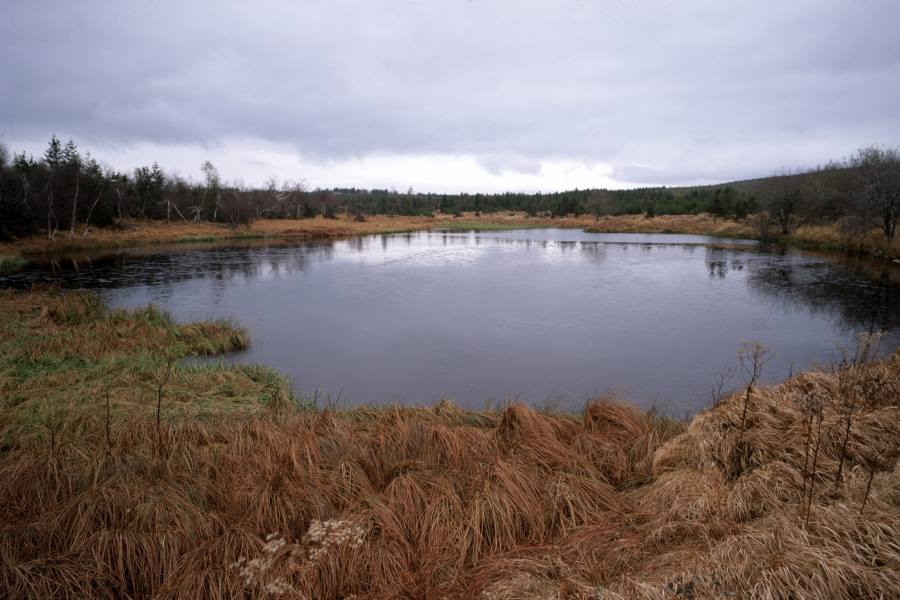 Černý rybník