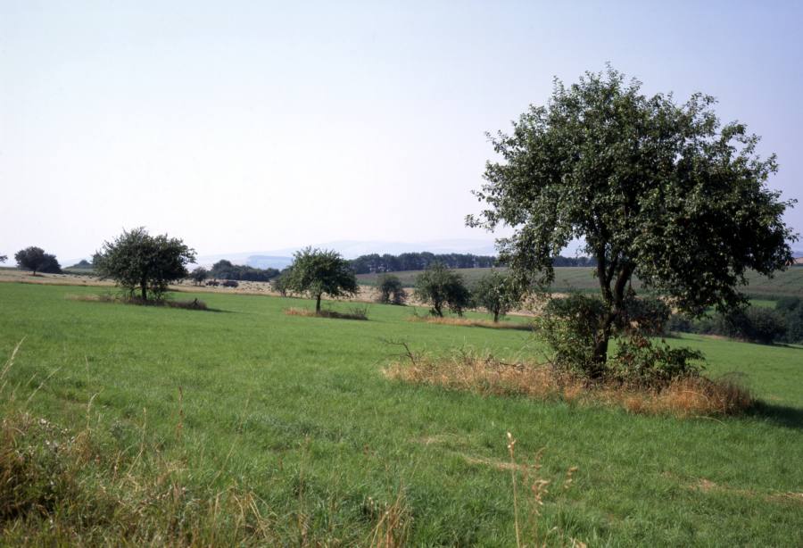 Kobylí hlava
