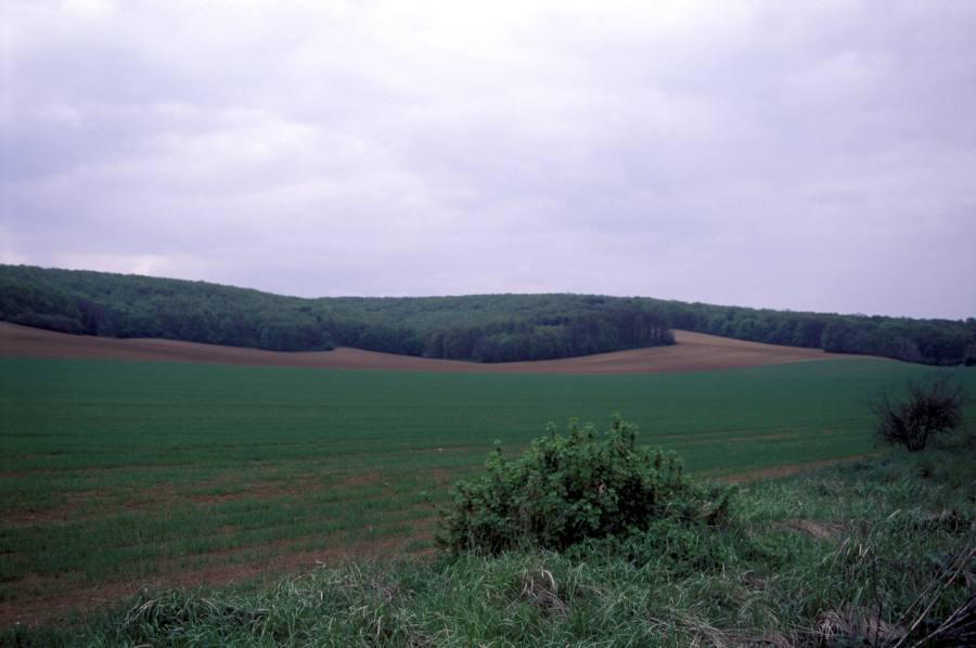 Bosonožský hájek
